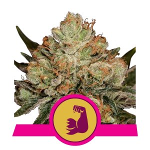 Royal Queen Seeds HulkBerry 1 Semilla Feminizada