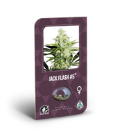 Jack Flah#5  Feminizada. Sensi Seeds.