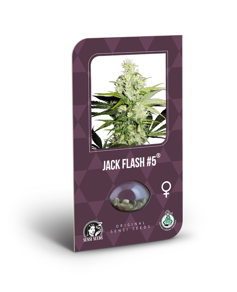 Jack Flah#5  Feminizada. Sensi Seeds.