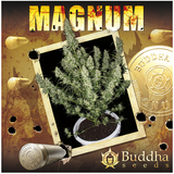 Magnum Auto 1 Fem. Buddha Seeds