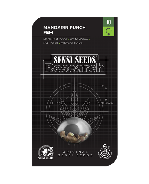 Mandarin Punch Feminizada. Sensi Seeds research.