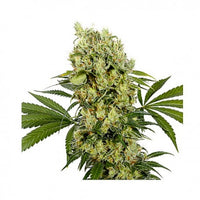 Medikit Auto CBD 3 Fem. Buddha Seeds