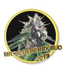 Mr Hide Seeds Mr Blueberry Bud 1 Semilla Feminizada