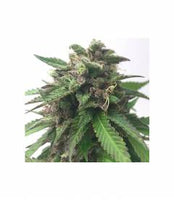 Mr Hide Seeds Mr Blueberry Bud 1 Semilla Feminizada