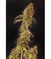 Mr Hide Seeds Mr Cheese Mass 1 Semilla Feminizada