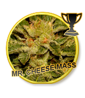 Mr Hide Seeds Mr Cheese Mass 1 Semilla Feminizada