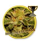 Mr Hide Seeds Mr Cheese Mass 1 Semilla Feminizada