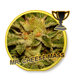 Mr Hide Seeds Mr Cheese Mass 1 Semilla Feminizada