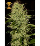 Mr Hide Seeds Mr Jack Mass 1 Semilla Feminizada