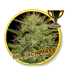 Mr Hide Seeds Mr Jack Mass 1 Semilla Feminizada