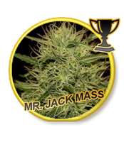 Mr Hide Seeds Mr Jack Mass 1 Semilla Feminizada