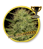 Mr Hide Seeds Mr Jack Mass 1 Semilla Feminizada