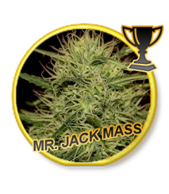 Mr Hide Seeds Mr Jack Mass 1 Semilla Feminizada