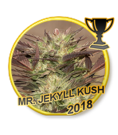 Mr Hide Seeds MrJekyll Kush 1 Semilla Feminizada