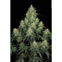 Atomical Haze 3 Fem. Paradise Seeds