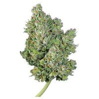 Royal Queen Seeds Royal Gorilla Automatica 1 Semilla Feminizada