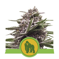 Royal Queen Seeds Royal Gorilla Automatica 1 Semilla Feminizada