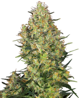 Shiva Skunk Feminizada. Sensi Seeds.