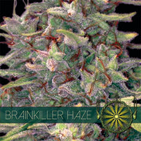 Vision Seeds Brainkiller Haze
3 Fem.