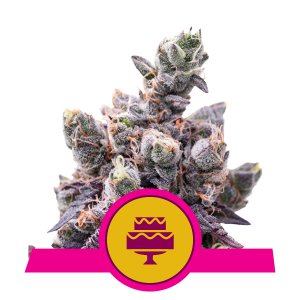 Royal Queen Seeds Wedding Gelato 1 Semilla Feminizada