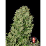 White Russian 6Fem. Serious Seeds