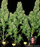 White Russian 6Fem. Serious Seeds