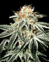 White Widow 3 Fem. Green House Seeds